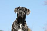 CANE CORSO 966